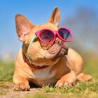 Unveiling the Charm of French Bulldogs: America’s Most Popular Canine Companions