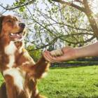 Unleash the Best in Your Pooch: Proven Dog Training Tips from Trusted Resources