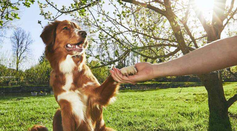 Unleash the Best in Your Pooch: Proven Dog Training Tips from Trusted Resources