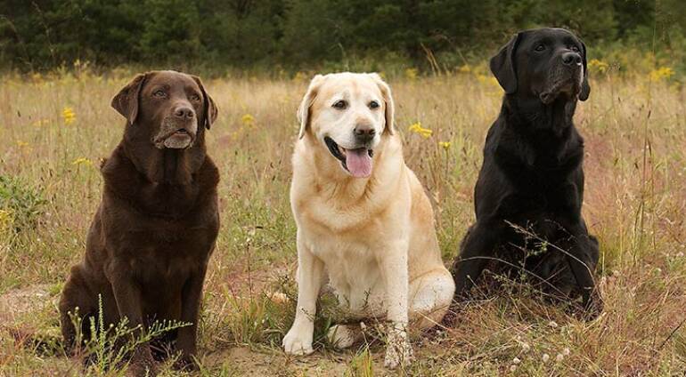 Embracing Excellence: The Labrador Retriever – Second Most Popular Dog Breed Worldwide