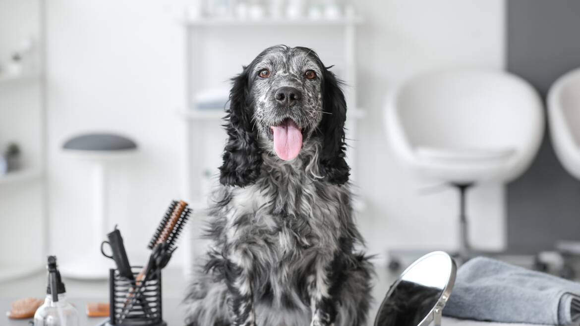 Mastering Dog Grooming: Tips and Tricks from the Experts