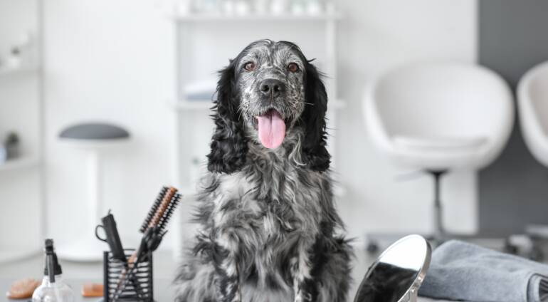Mastering Dog Grooming: Tips and Tricks from the Experts