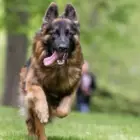The German Shepherd Dog: A Loyal and Versatile Companion