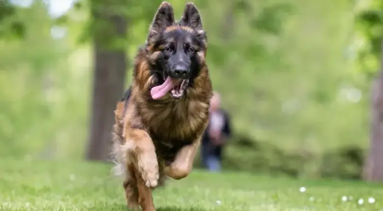 The German Shepherd Dog: A Loyal and Versatile Companion